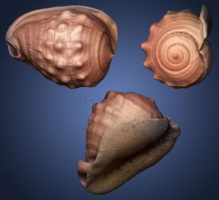 Shell 4